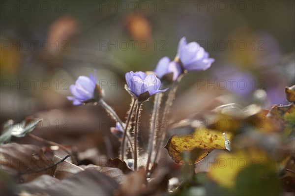 Common hepatica (Anemone hepatica) Blossoms in a forest, Bavaria, Germany, Europe