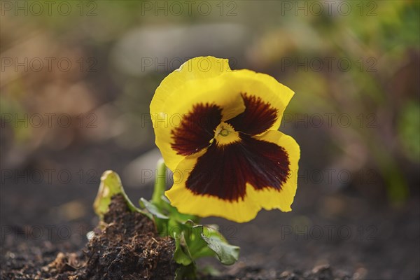 Close-up of garden pansy (Viola wittrockiana) blossoms in a garden in spring, Bavaria, Germany,
