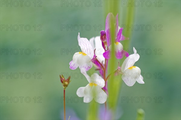 Macro photograph of delicate white-pink flowers against a blurred green background, Moroccan
