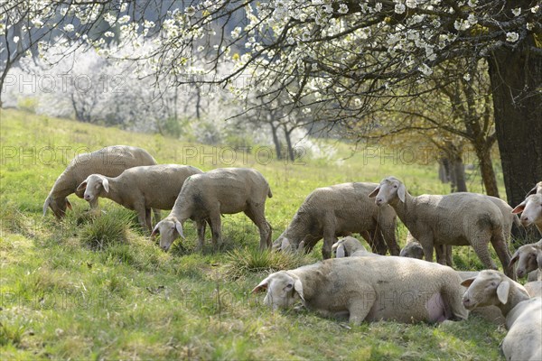 Close-up of a herd of house-sheep (Ovis aries) in a fruit grove in spring