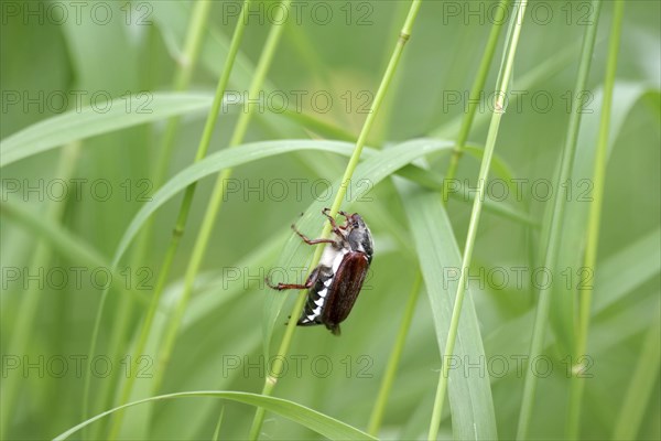 Common cockchafer (Melolontha melolontha), cockchafer, insect, blade of grass, close-up of