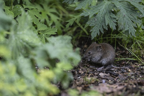Bank vole (Myodes glareolus), Emsland, Lower Saxony, Germany, Europe