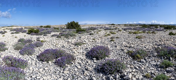 Flowering sage (Salvia), island of Pag, Zadar, Dalmatia, Croatia, Europe