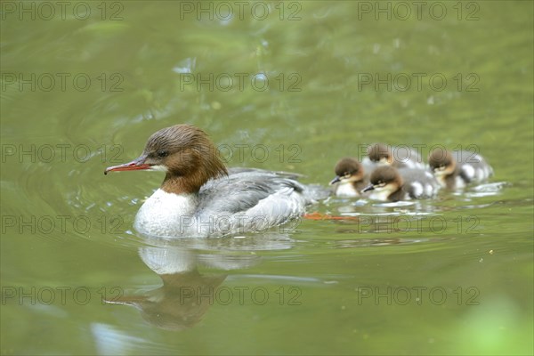 Close-up of a common merganser goosander (Mergus merganser) mother with her chicks swimming in the