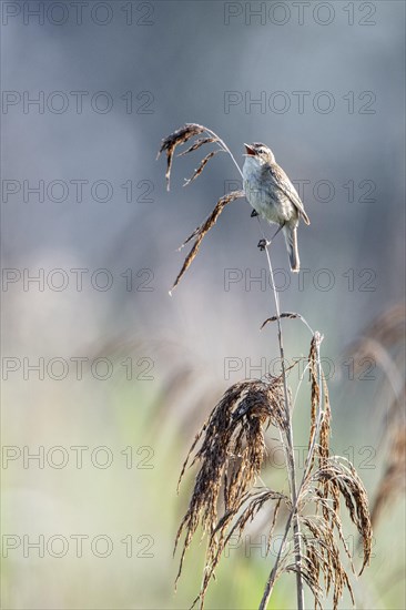 Sedge warbler (Acrocephalus schoenobaenus), Lower Saxony, Germany, Europe
