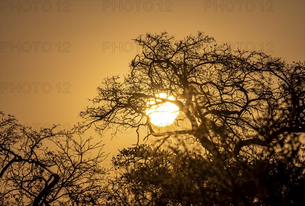 Sun setting behind leafless trees, African savannah, Kruger National Park, South Africa, Africa