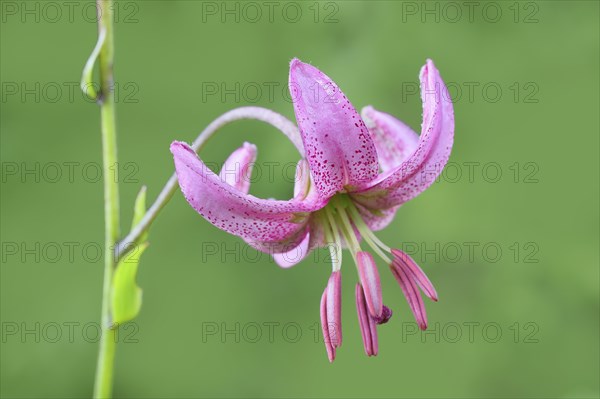 Martagon lily (Lilium martagon) in a forest in spring, lily family, flower, macro, nature