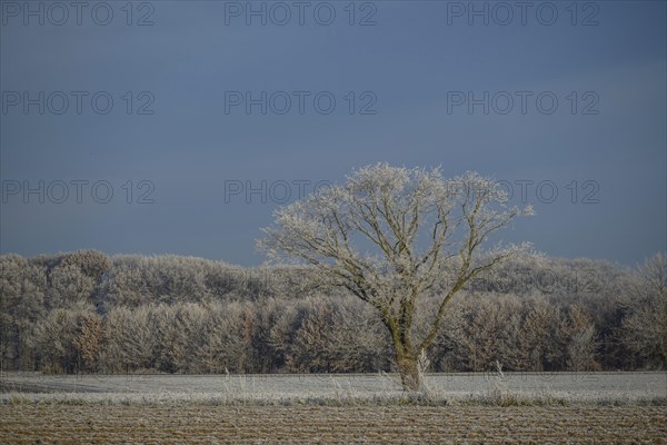 Single tree in frozen field, surrounded by winter landscape, Frosty winter time in the early