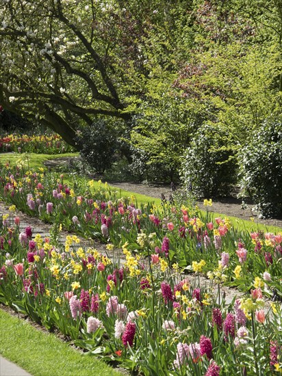 A garden with a variety of colourful flowers and green plants, trees in the background, many