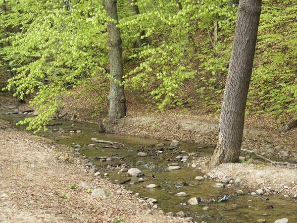 A small stream flows through a forest with fresh green leaves, surrounded by trees and stones,
