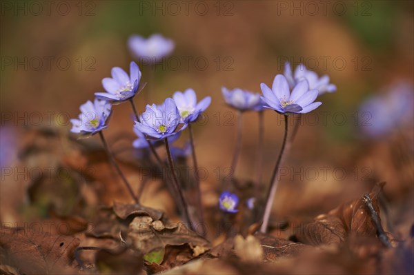 Close-up of Common Hepatica (Anemone hepatica) blossoms in a forest in spring, Bavaria, Germany,
