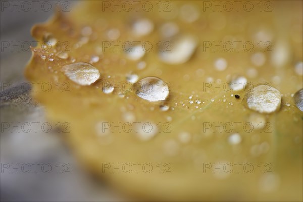 Waterdrops on a common aspen (Populus tremula) leaf in late summer, Bavaria, Germany, Europe