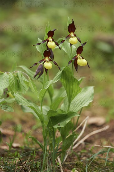 Close-up of lady's-slipper orchid (Cypripedium calceolus) blossom in a forest in early summer