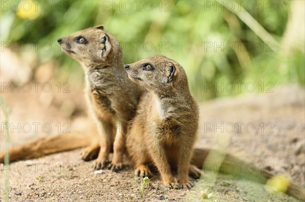 Yellow mongoose (Cynictis penicillata) youngsters outdoors
