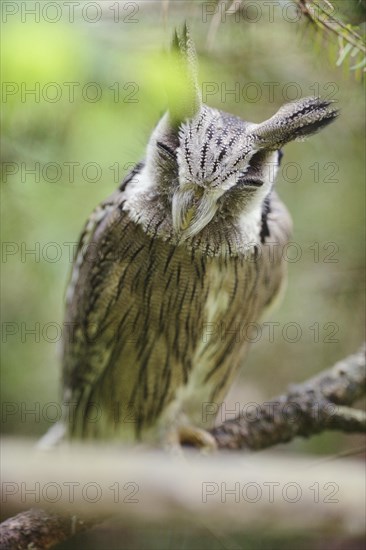 Close-up of a autillo cariblanco (Ptilopsis leucotis) sitting on a branch