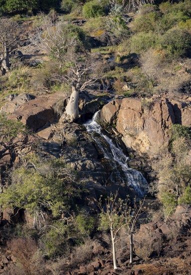 Kunene River, waterfall and African Baobab (Adansonia digitata), in the evening light, Epupa Falls,