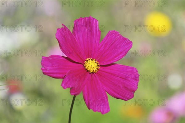 Mexican aster (Cosmea bipinnata), Schwaebisch Gmuend, Baden-Wuerttemberg, Germany, Europe, close-up