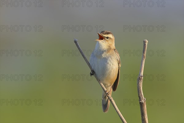 Sedge warbler (Acrocephalus schoenobaenus), sitting on a branch, wildlife, nature photography,