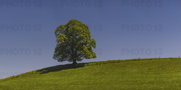 Single English oak (Quercus robur), near Legau, Allgaeu, Bavaria, Germany, Europe