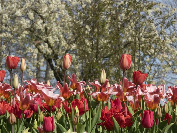 Dense arrangement of red and pink tulips in front of flowering trees in spring, many colourful,