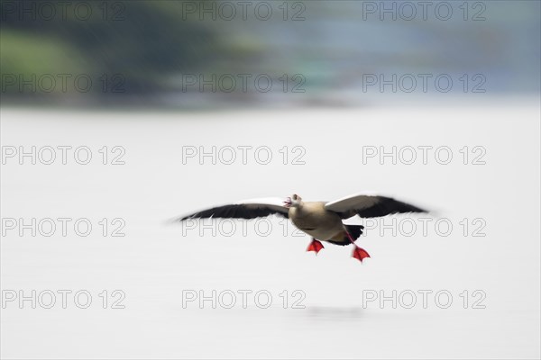 A Nile Goose (Alopochen aegyptiaca) with red legs flies over a lake, wings spread wide, Hesse,