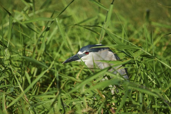 Black-crowned night heron (Nycticorax nycticorax) at the shore of a lake, wildlife, Hawaiian Island