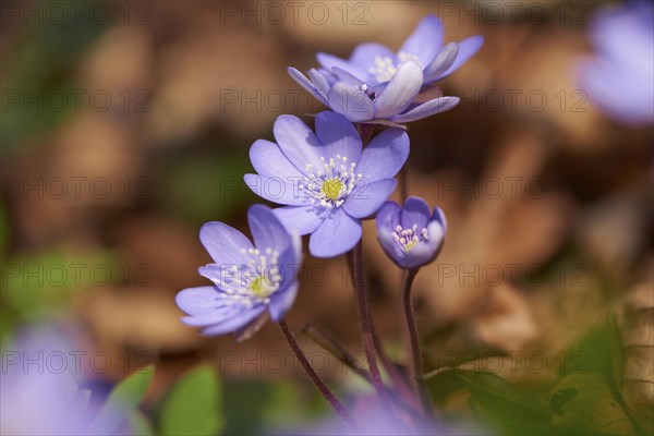 Common hepatica (Anemone hepatica) Blossoms in a forest, Bavaria, Germany, Europe