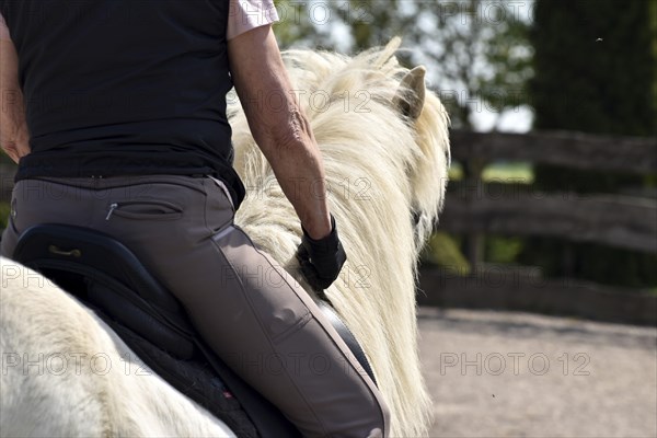 Close-up of a ridden Icelandic horse with equipment and typical long hair