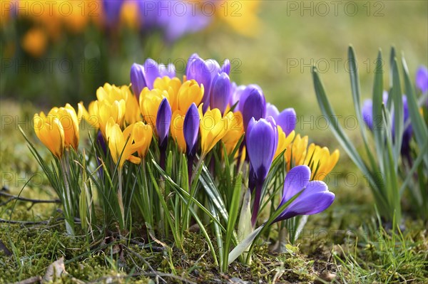 Spring Crocus or Giant Crocus (Crocus cultivars) flowering colourful in spring