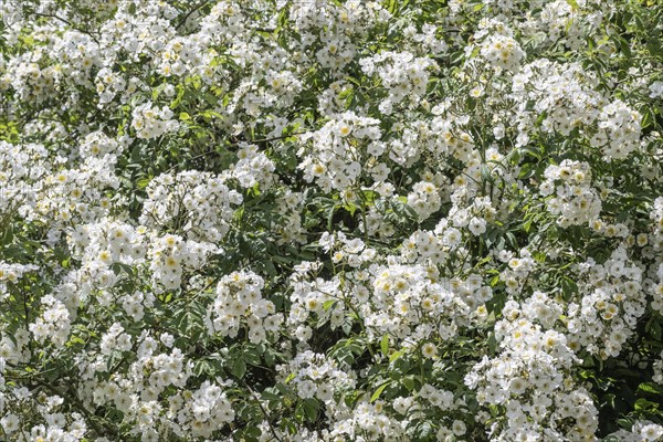 Tufted rose (Rosa multiflora), Emsland, Lower Saxony, Germany, Europe