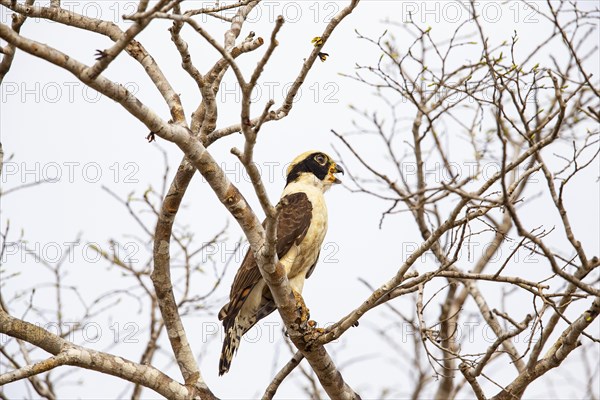 Laughing falcon (Herpetotheres cachinnans) Pantanal Brazil