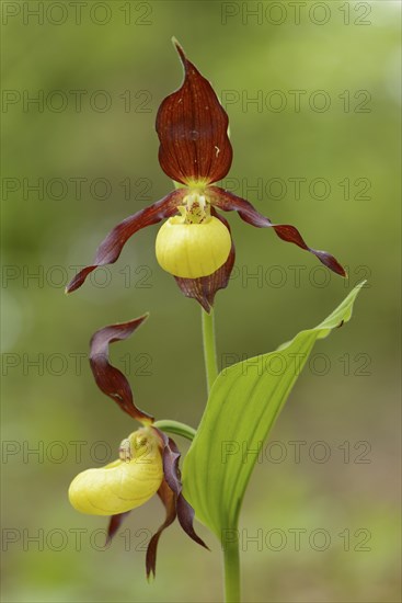 Close-up of lady's-slipper orchid (Cypripedium calceolus) blossoms in a forest in spring, Upper