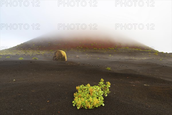 Canary Island dock (Rumex lunaria) and lava bomb in front of the Caldera Colorada, Parque Natural