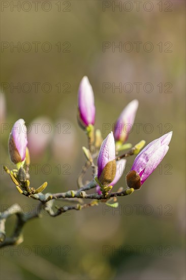 Mulan magnolia (Magnolia liliiflora)
