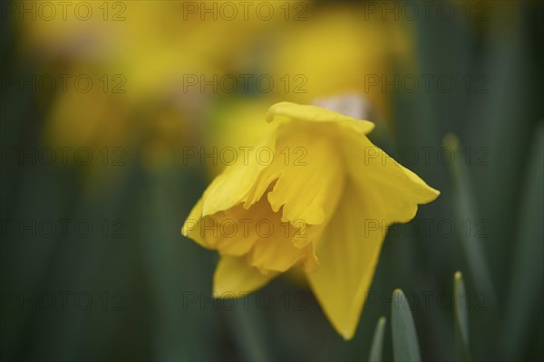 Close-up of daffodil (Narcissus pseudonarcissus) blossoms in a garden in spring, Bavaria, Germany,