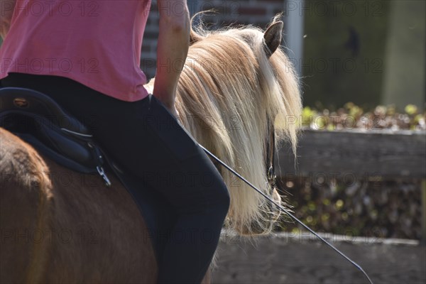 Close-up of a ridden Icelandic horse with equipment and typical long hair