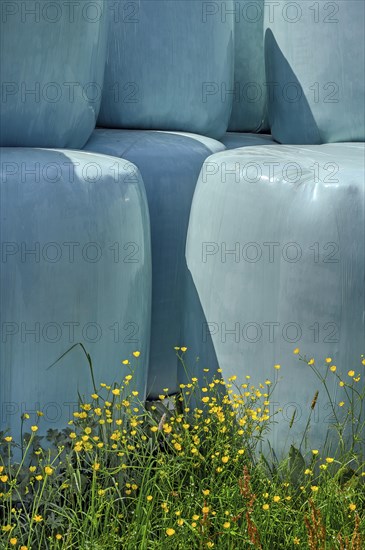 Spring, silage bale with ranunculus auricomus (Ranunculus auricomus agg.), Allgaeu, Bavaria,