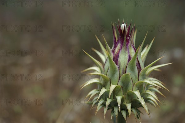 Close-up view of the flower of a Borne thistle or Onopordum acanthium in the wild