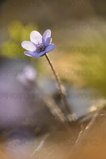 Close-up of a Common Hepatica (Anemone hepatica) blossom in a forest on a sunny evening in spring