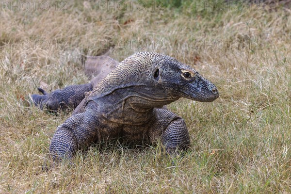 Captive Komodo dragon lizard at the Chattanooga Zoo in Chattanooga, Tennessee, United States of