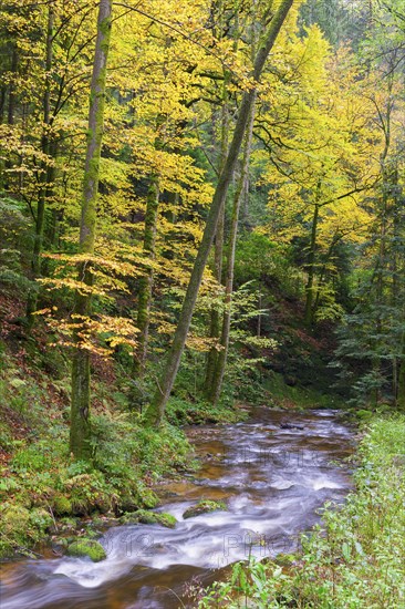 Grobbach in the northern Black Forest near Geroldsau, autumn, Baden-Baden, northern Black Forest,