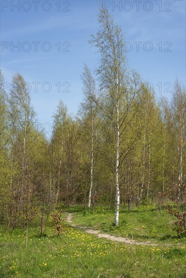 Path in a birch forest (Betula pendula) in springtime in Ystad, Skane county, Sweden, Scandinavia,