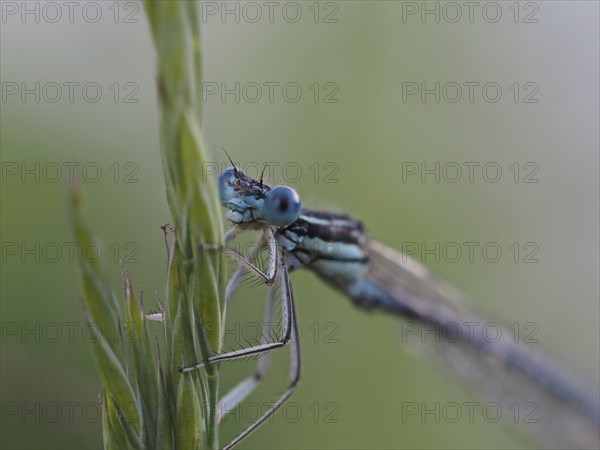 Dragonfly, Common blue damselfly (Enallagma cyathigerum), close-up with focus stacking, at Sulmsee,