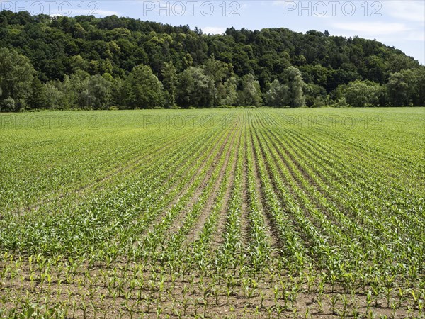 Maize field at the edge of the forest, near Heimschuh, Styria, Austria, Europe