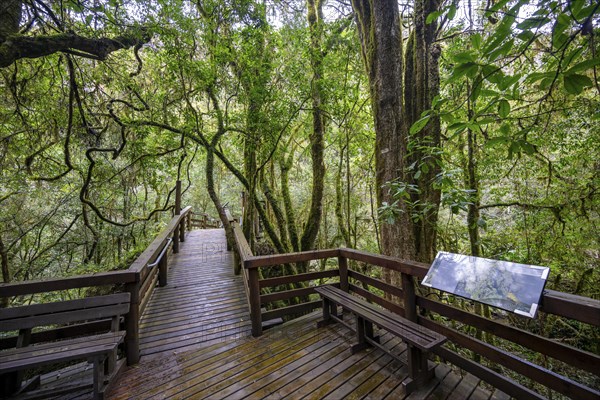 Wooden path with information sign in dense forest, Graskop Gorge or Graskopkloof, Graskop,