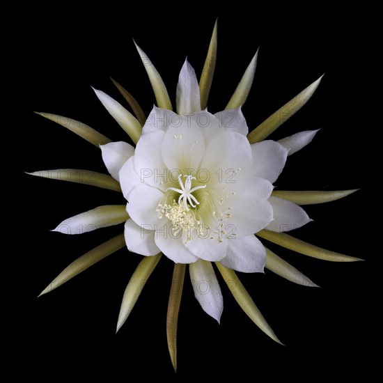 Flower of the cactus Queen of the Night (Selenicereus grandiflorus), studio photo, macro photo,