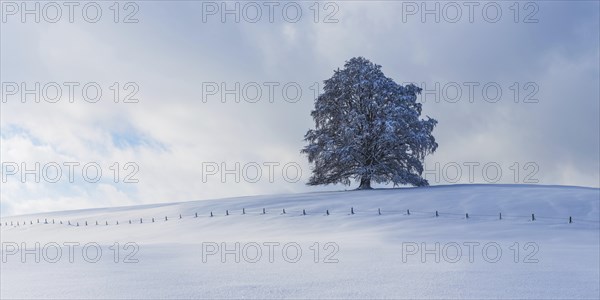 European beech, Fagus sylvatica, in winter, solitary tree near Rieden am Forggensee, Ostallgaeu,
