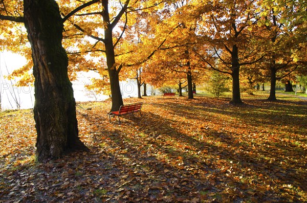 Beautiful Autumn Trees and Bench on the Waterfront to Lake Maggiore with Sunlight in a Sunny Day in