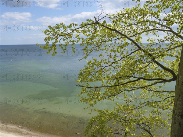The ocean is visible through green leaves of a tree branch on a clear day, Green trees on a Baltic