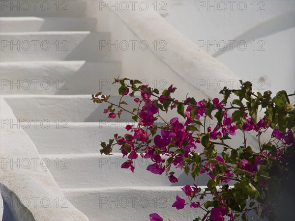 White stairs adorned with pink bougainvillea flowers, The volcanic island of Santorini with blue